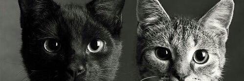 Tuaneeg's profile banner image
