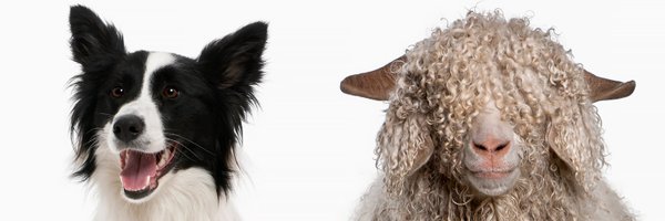 DooapAX Profile Banner