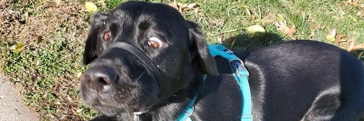 Sauer Patch Kid banner