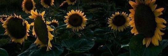 InfinityNBeeond's profile banner image