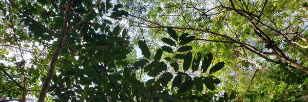 EduardoOhata Profile Banner