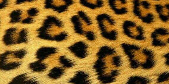 AmandasaurusX's profile banner image
