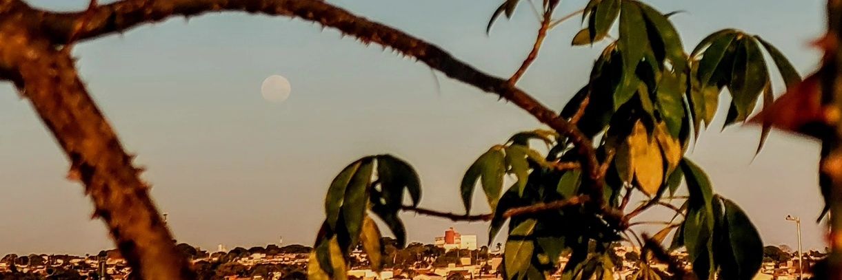 maripagliaro's profile banner image