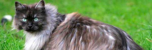 LuisLuisillo Profile Banner