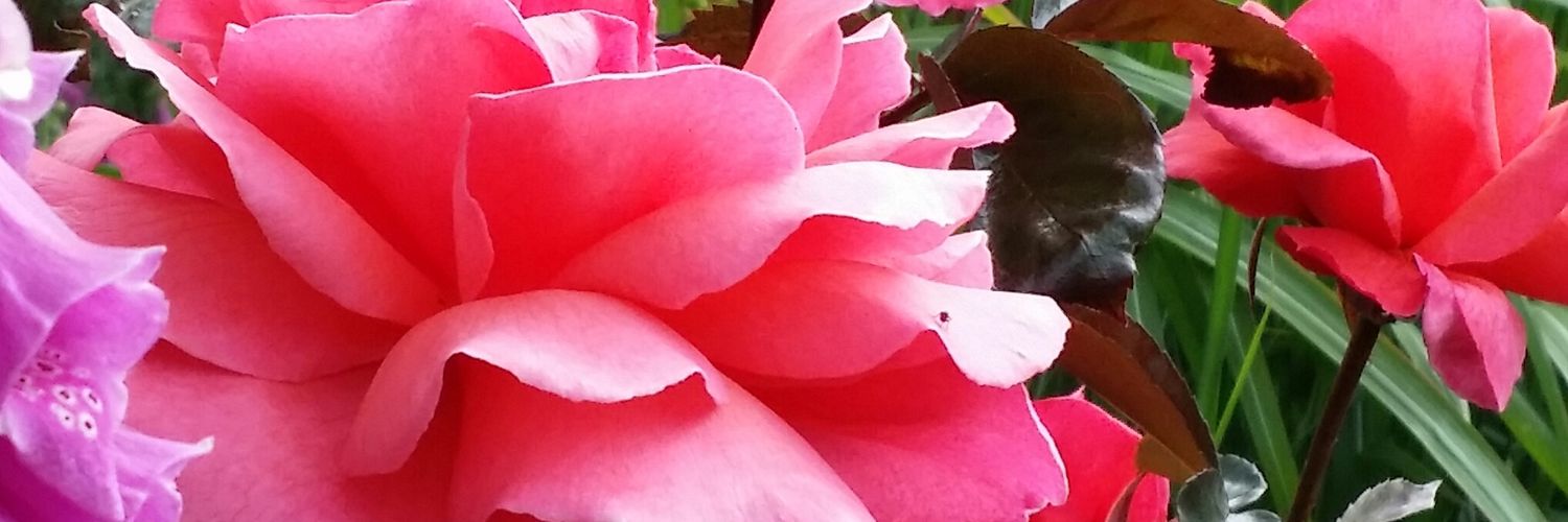 LindiHOLLEY's profile banner image