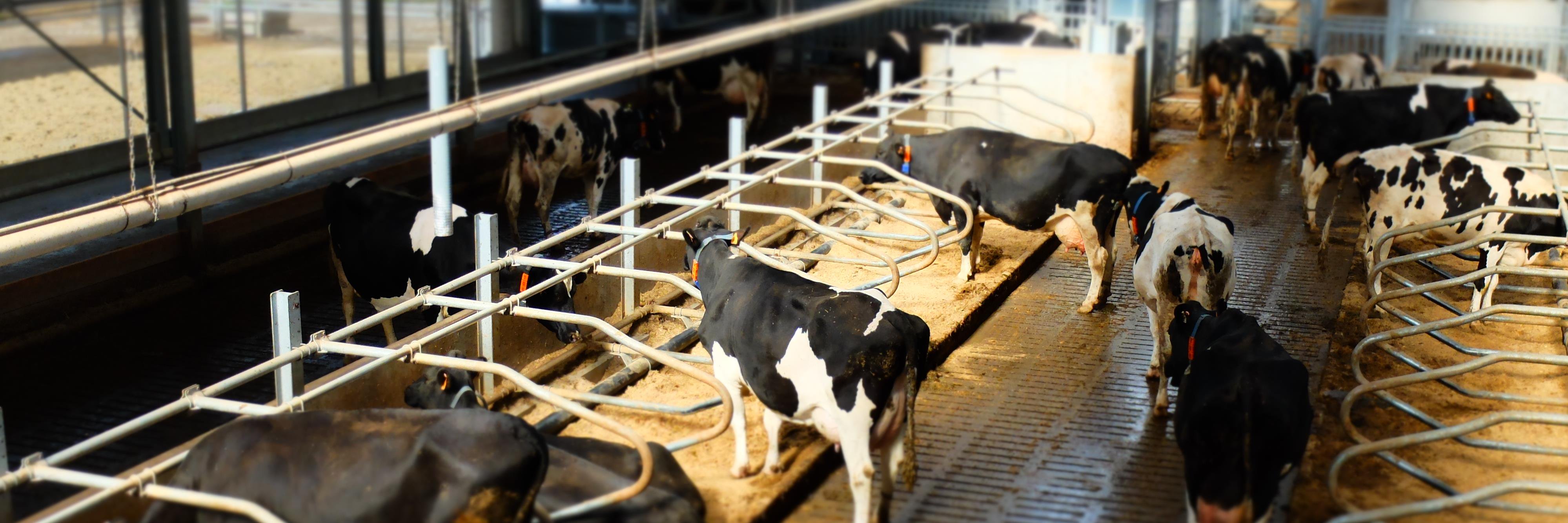 4D4F - Data Driven Dairy Decisions For Farmers banner