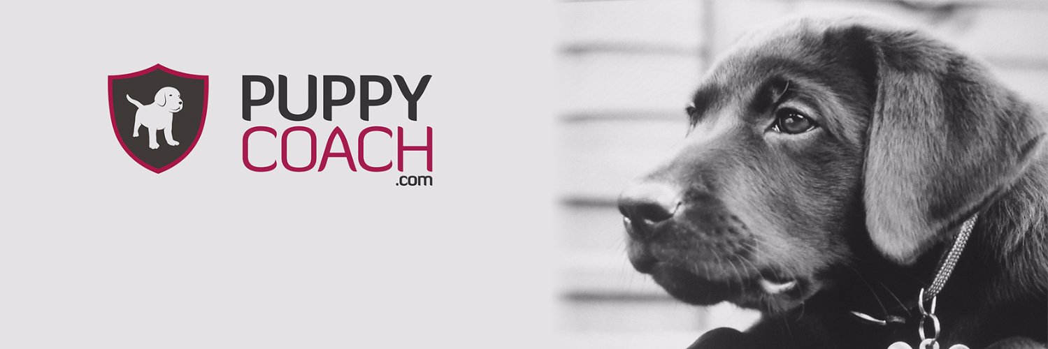 DogsLogic's profile banner image