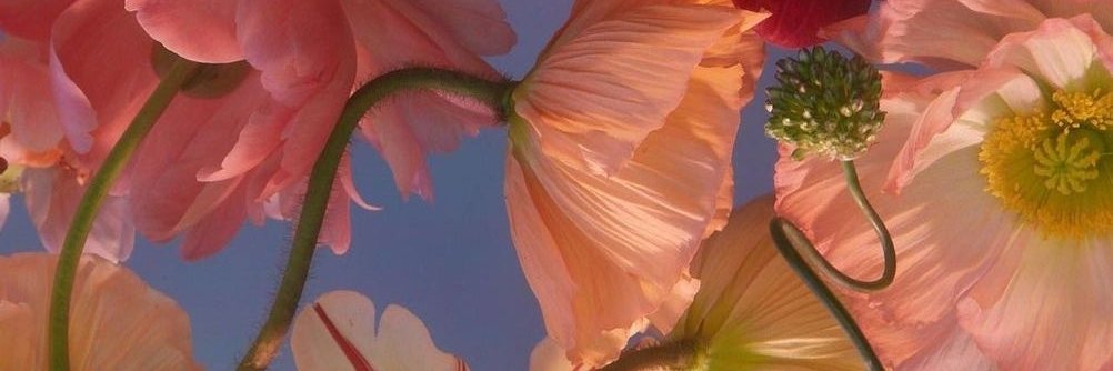 sthanse's profile banner image