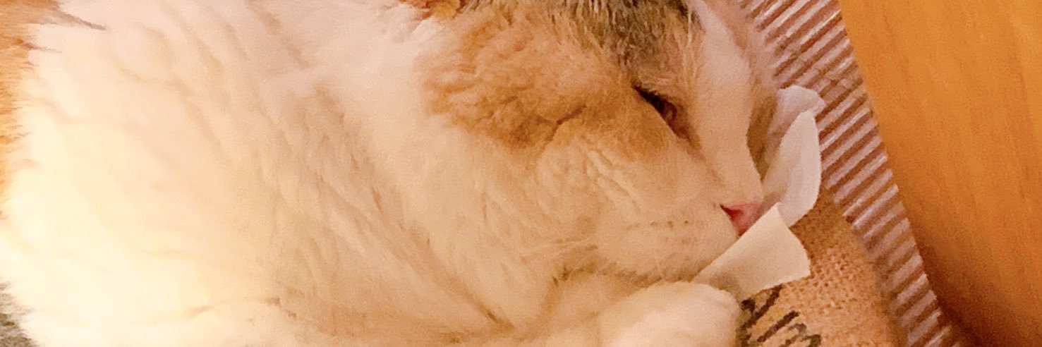 kobav230's profile banner image