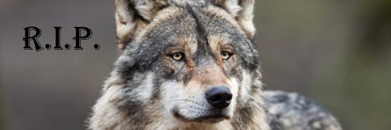 Sopis🐾🇸🇪🇺🇸🇬🇷🇵🇱🇪🇸ᛊᛟᛈᛁᛊ banner