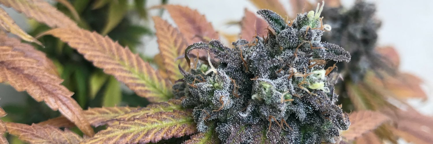 Mighty_Mota's profile banner image