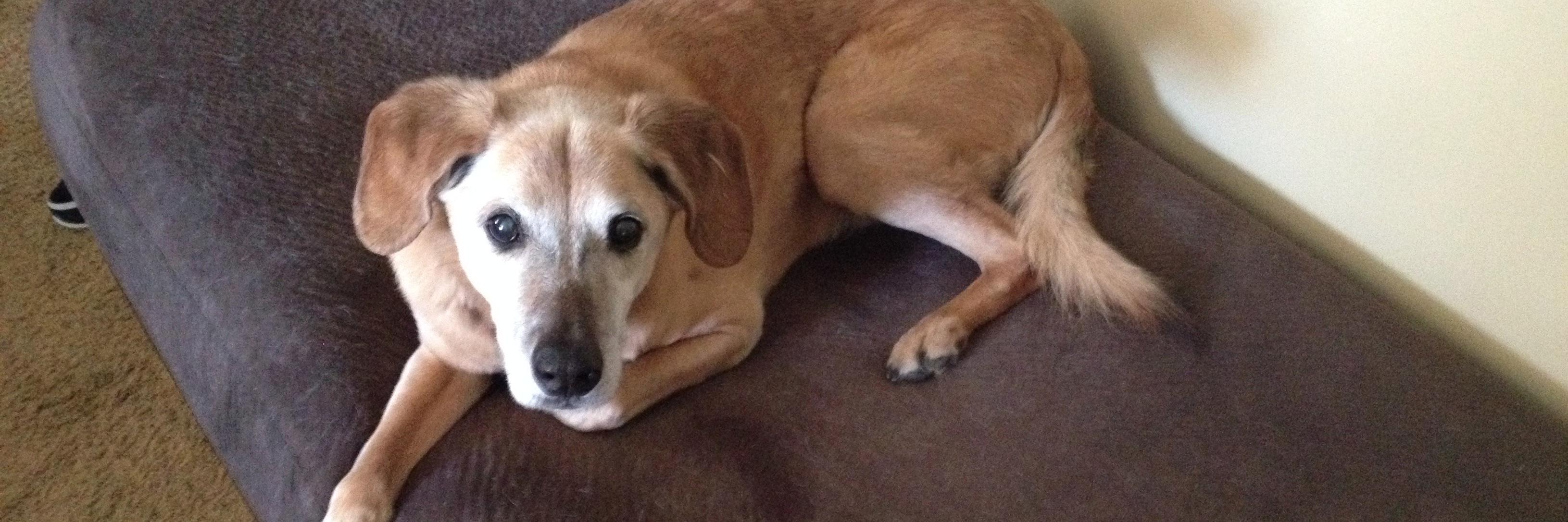 Max Gabovitch banner