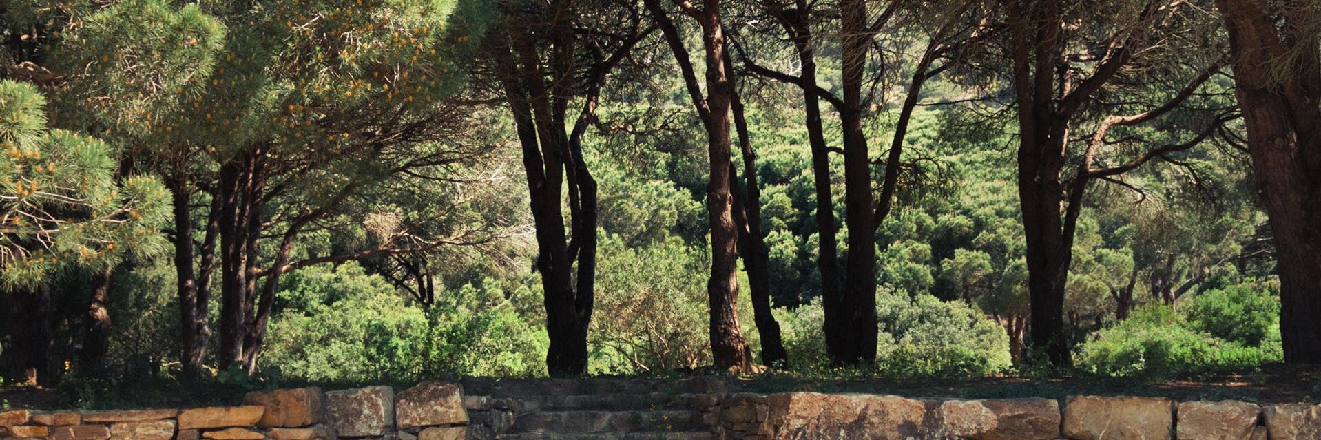 CampingCamaleon's profile banner image