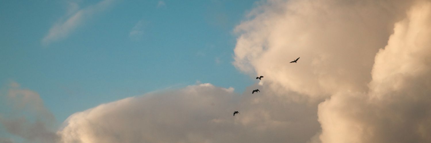 Manurochol's profile banner image