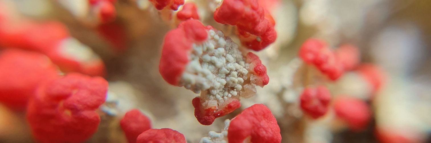 Graham Richardson banner