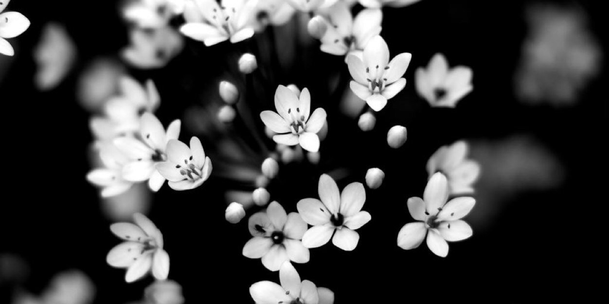 Lola banner