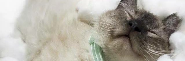 kimiLam's profile banner image
