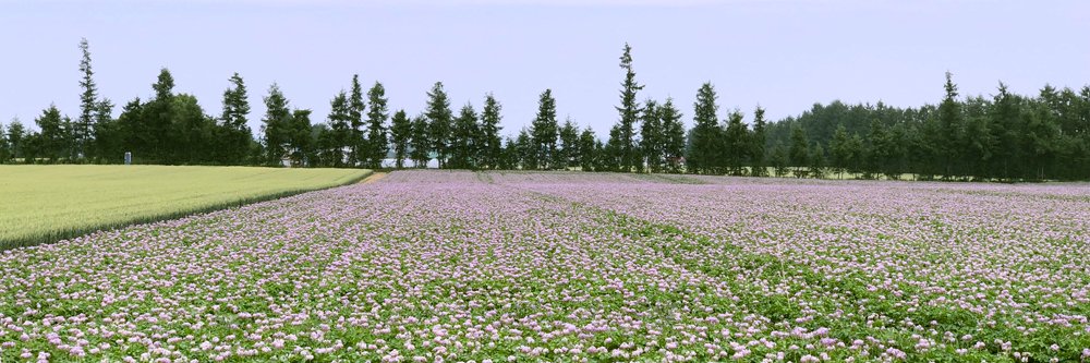 webtokachi's profile banner image