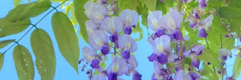 ふぁんしぃ3 banner