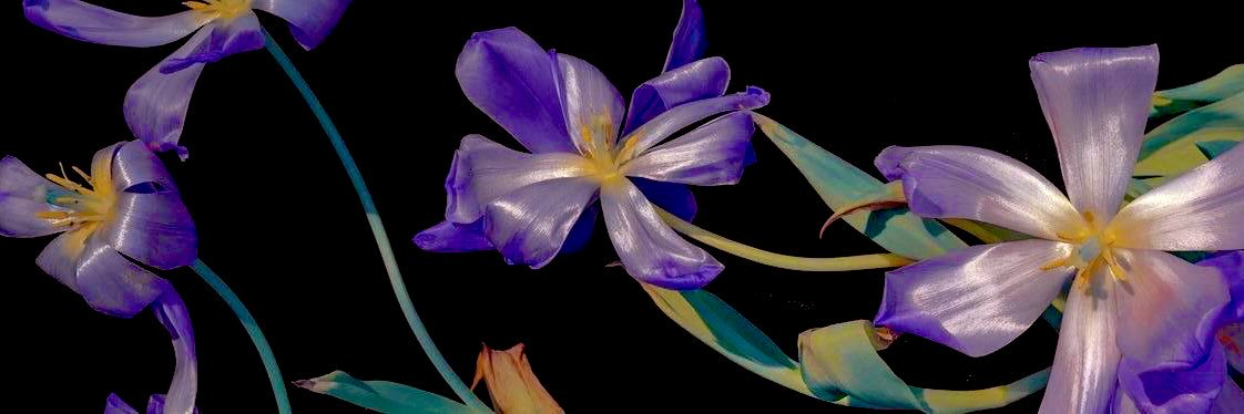 𝕯ian 𝕶atro banner