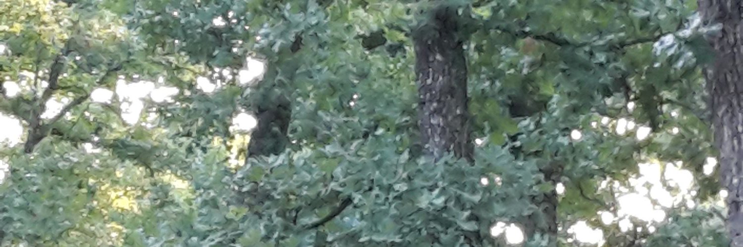 thrsebrown's profile banner image
