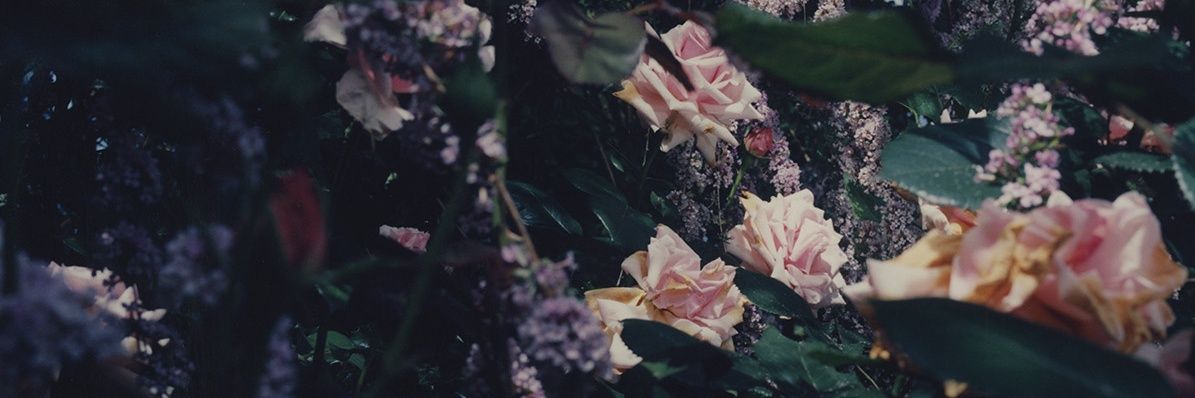 새's banner