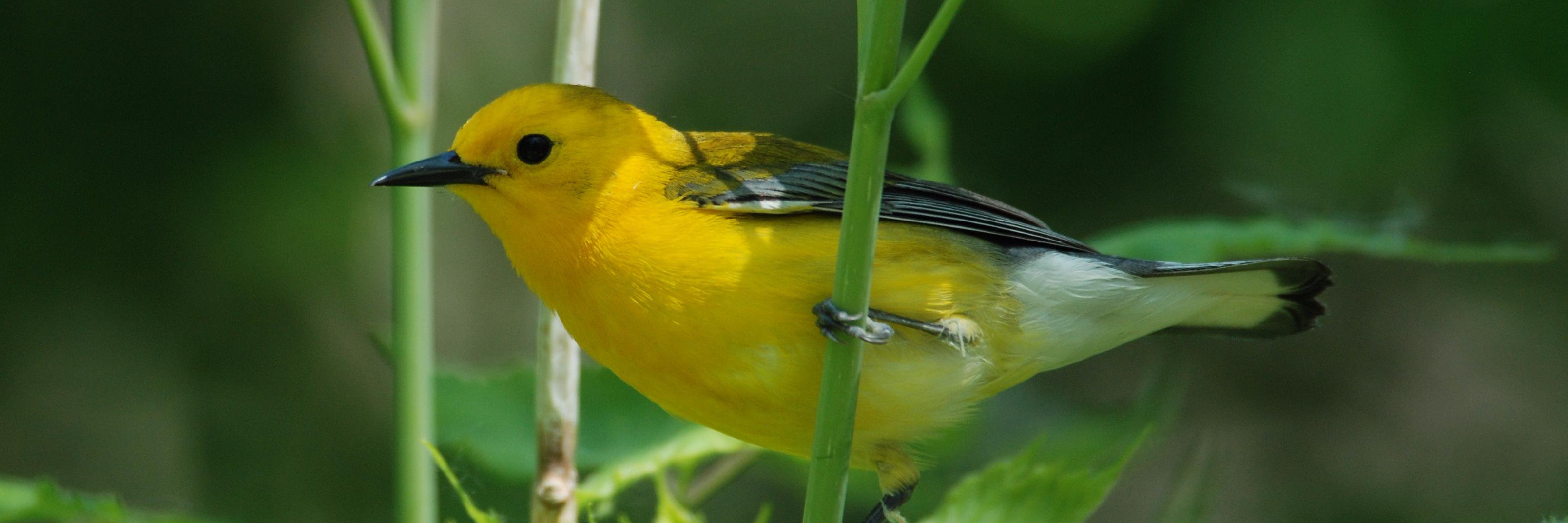Avian Adventures banner