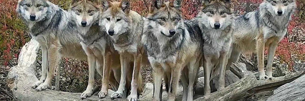 Sajibs1's profile banner image