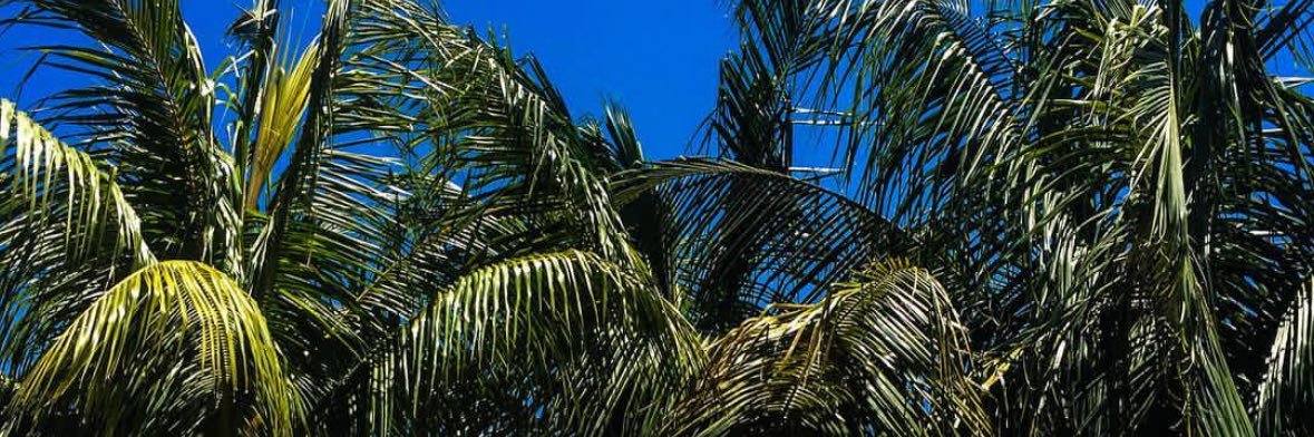 Charles Ryan #RH banner