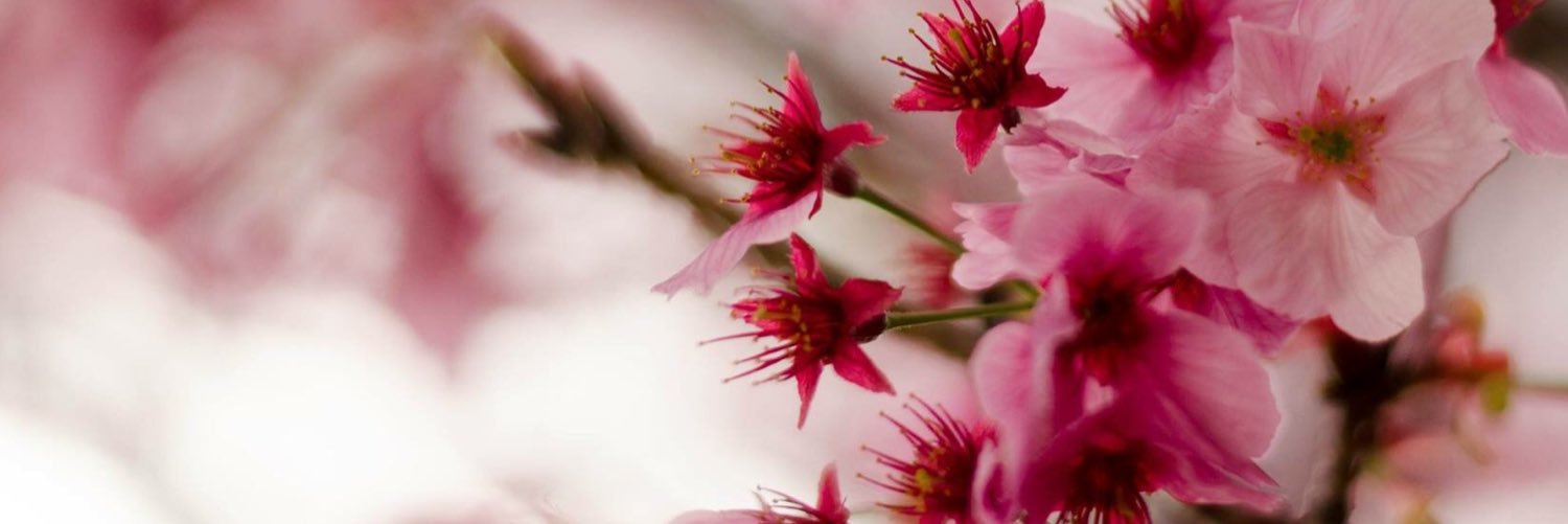 kiya5022's profile banner image