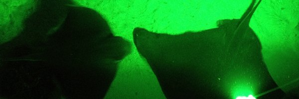 NightwatchLED's profile banner image