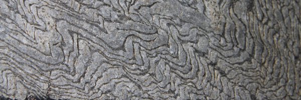 Drlloydwhite Profile Banner