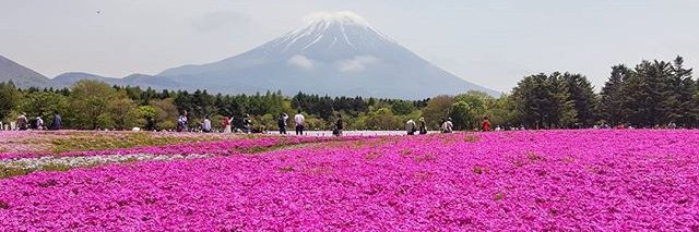 florisuka's profile banner image