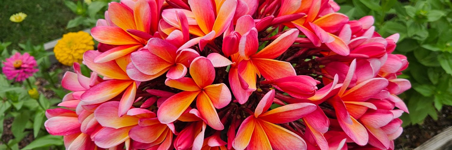 buyplumerias's profile banner image