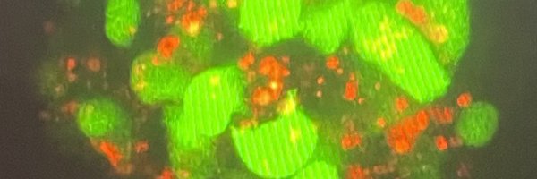 LinnemannLab Profile Banner