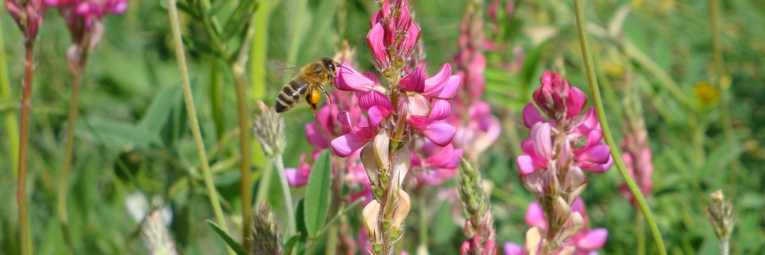 UNAF Apiculture Profile Banner