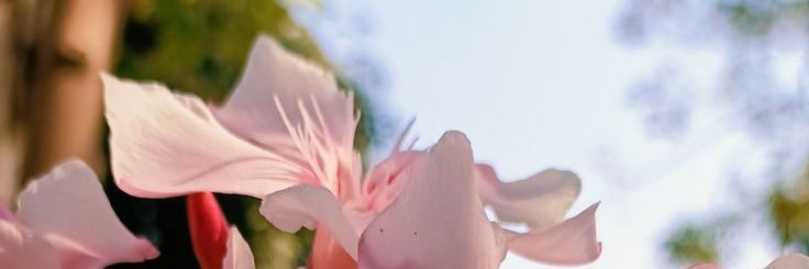 arumpagi's profile banner image