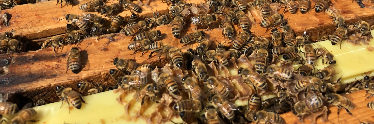 Katie Dogantzis banner