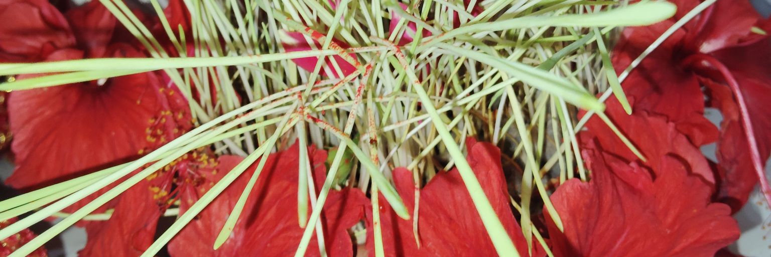 Sandhya Choudhury banner