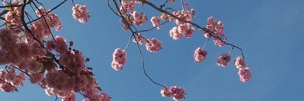 lizzy_morritt Profile Banner