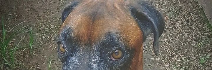 Ars_Flor's profile banner image