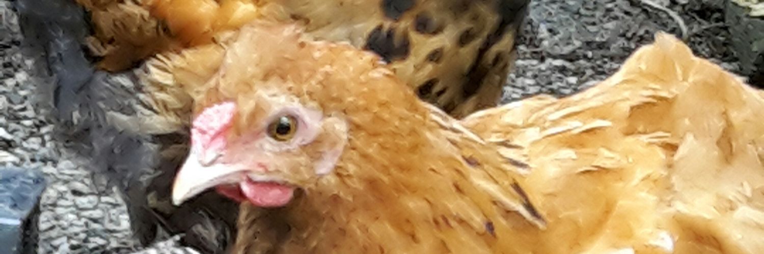 Menki 🇩🇪🏆💍💭 banner