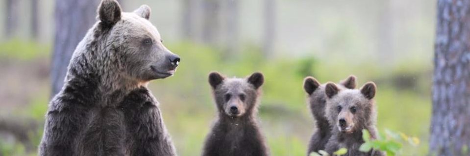 Ruggiero Distaso banner