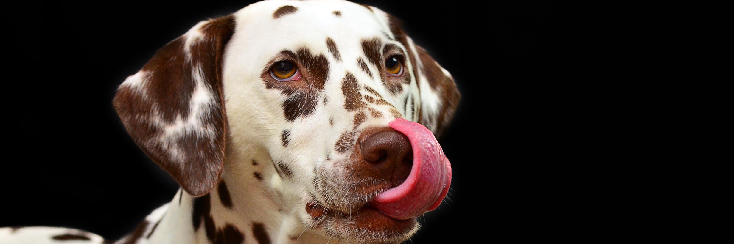 MissionHppyPets's profile banner image