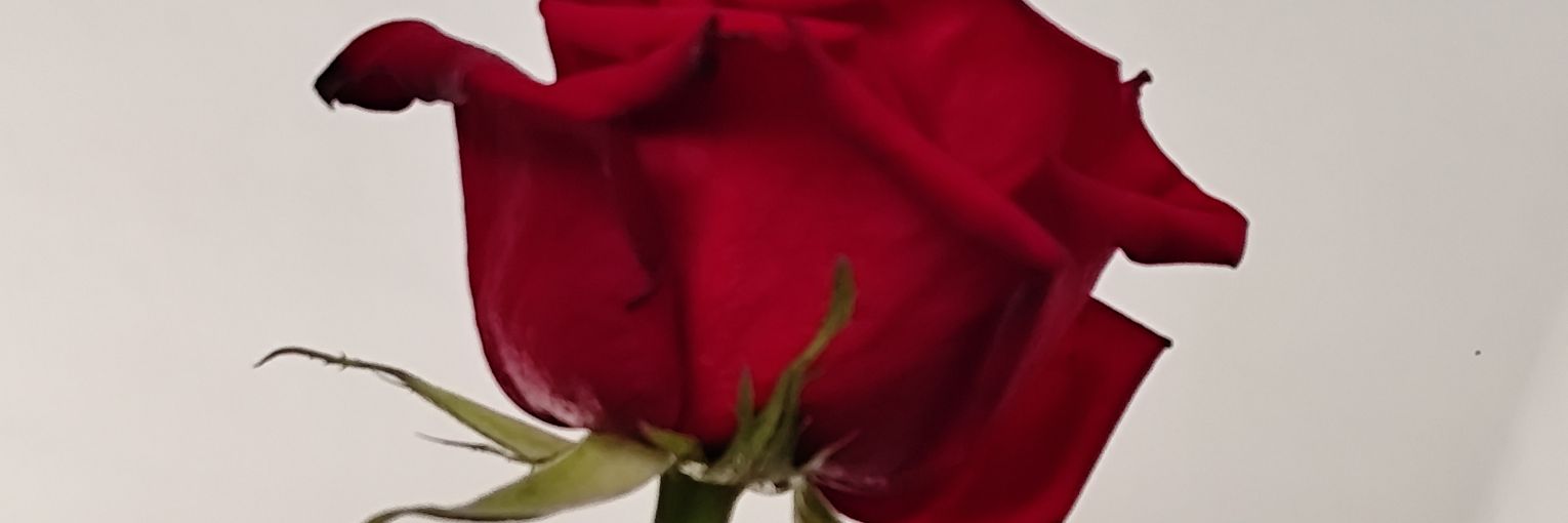 meritosb1's profile banner image