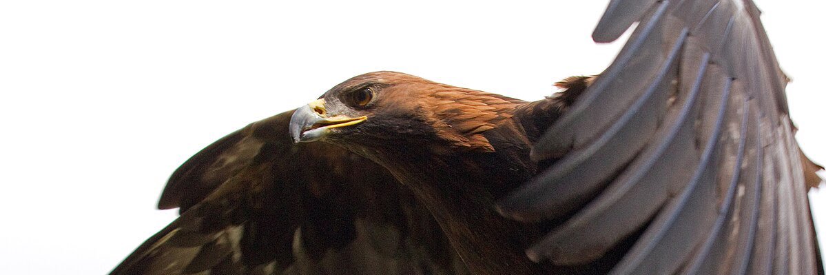 ad2111am's profile banner image