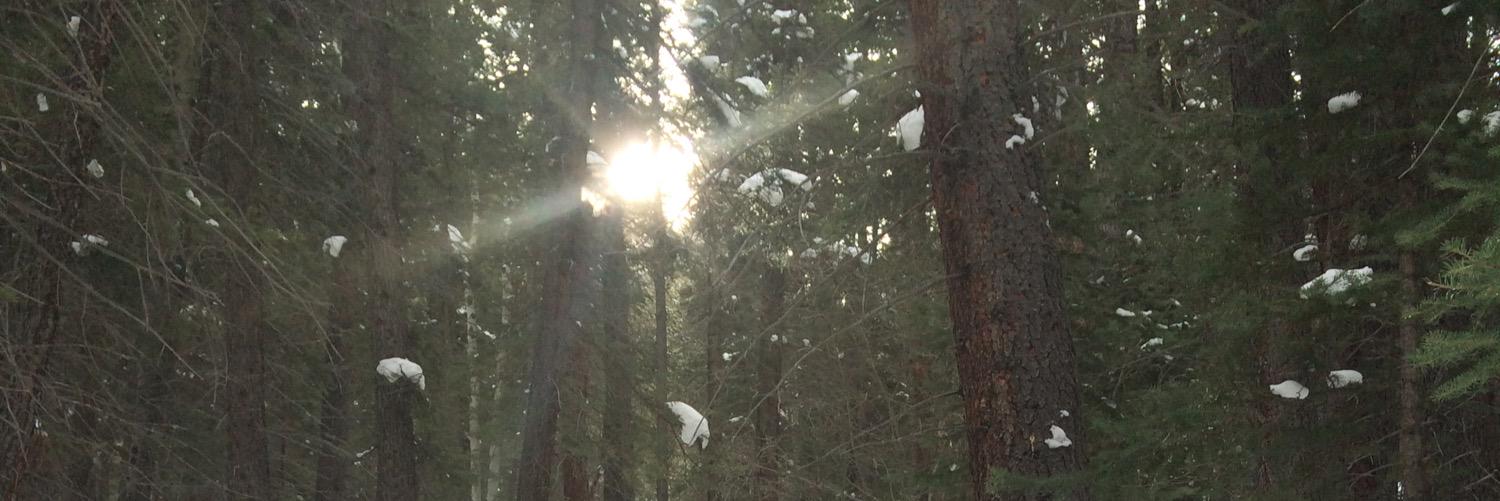 remmerroo's profile banner image