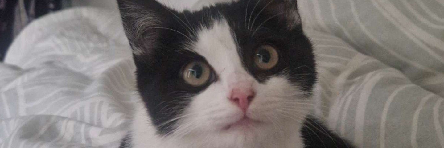 hvitmure's profile banner image
