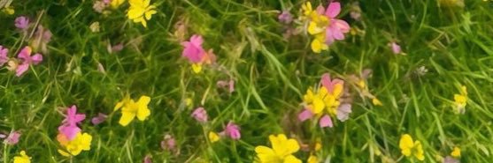 หมีน้ำผึ้ง🧸🧺 banner