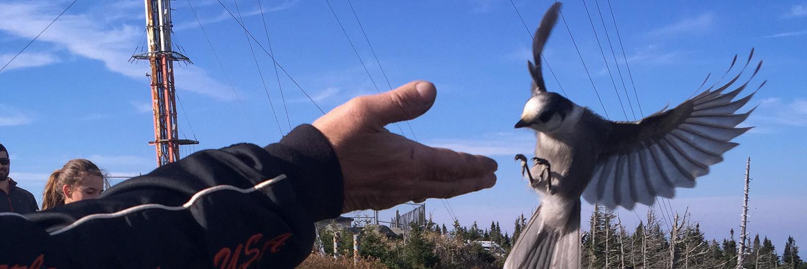 Alex Dergachev banner